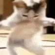 Cat_dance