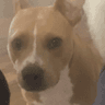 Bri_Dog