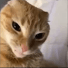 cateye