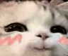 catuwu