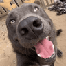 SillyDog