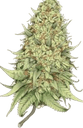 cannabis97