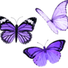 a7_purplebutterflies