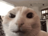 suscat