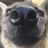 yeen_sniff