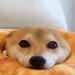 cute_ears