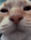 catstare