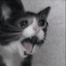 RiffCatScream