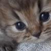 4catmeow