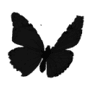 blackbutterflyforchannel