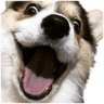 HappyBoy