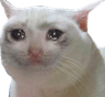 w_sadcat