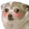 nekokawai