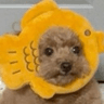 emiemi