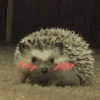 AMblushHedgehog