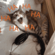 laughing_cat_