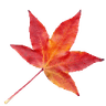 autumnleaf_right