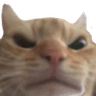 CatAngry