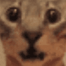 CatGuh