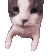 CatKiss