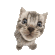 CatCat