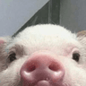 3_pig_snout