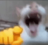 wajaja