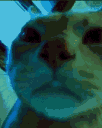 catstare