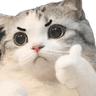 catthumbsup