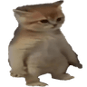standingcat