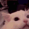 CatREEEE