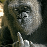 FlipGorilla