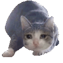 cat_sadwiggle