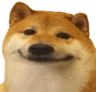 7049dogesmile