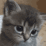 CatConfused
