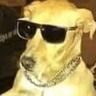 coolDoggo