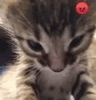 10522catcatcat
