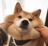 squishydoge