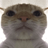 catstare2
