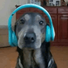 dogchilling