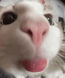 97223catbleh