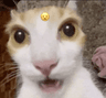 89215catwow