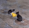 catshake