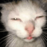 4939goofyahcat