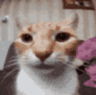 16684catstare