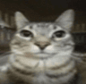 20546cat