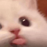 30423blep