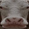 cow