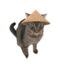 imageremovebgpreview15