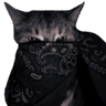 black_bandana_cat